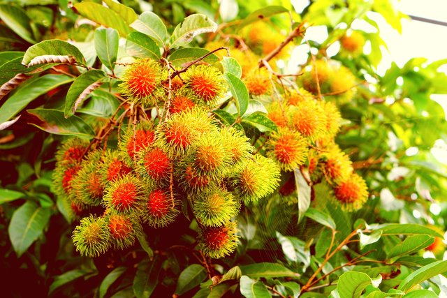 rambutan-4973882_1920.jpg