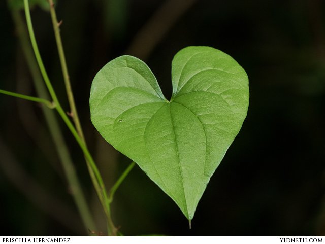green leaf heart - by priscilla Hernandez (yidneth.com).jpg