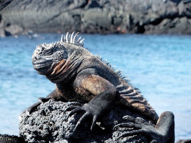 galapagos-marine-iguana.jpg