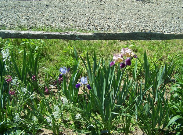 7th Fence - 2 iris crop June 2019.jpg