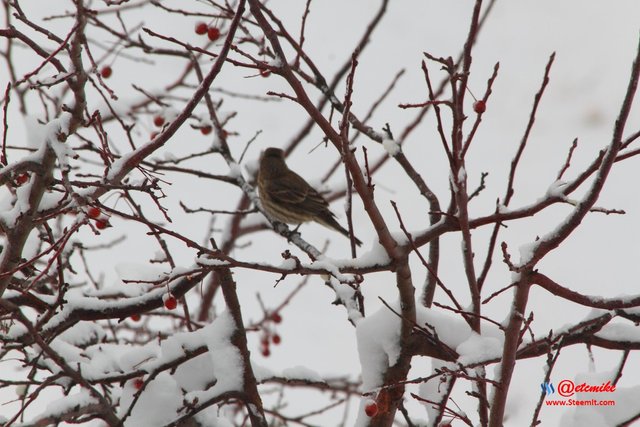 House Finch PFW10_0303.JPG