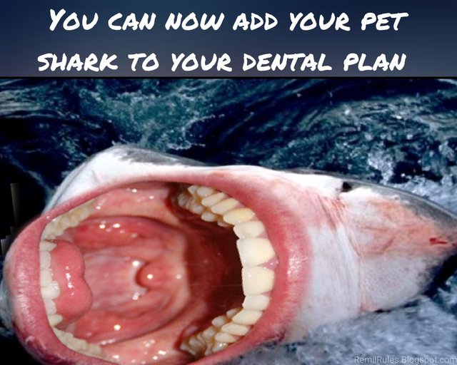 Shark Add to Dental Plan Rémil Gresenbach.jpg