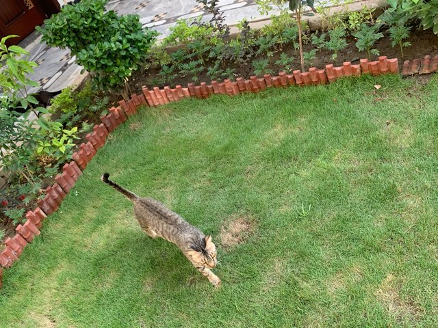 cat in garden.jpg