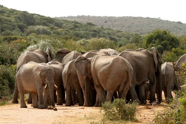 Addo-Elephant-National-Park.jpg