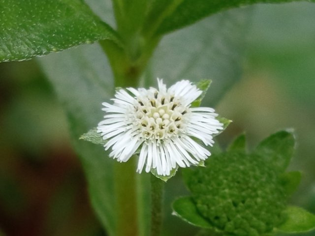 flower (6).jpg