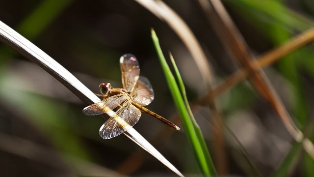 8500298550-dragonfly (FILEminimizer).jpg