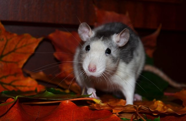 rat-871089_1280.jpg