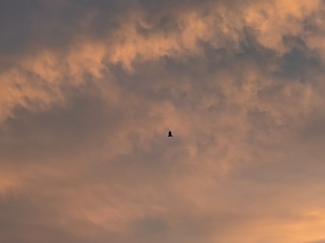 1000049616.jpg