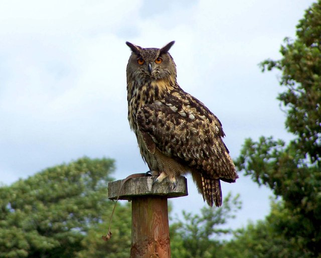 Eurasian-eagle-owl-post.jpg