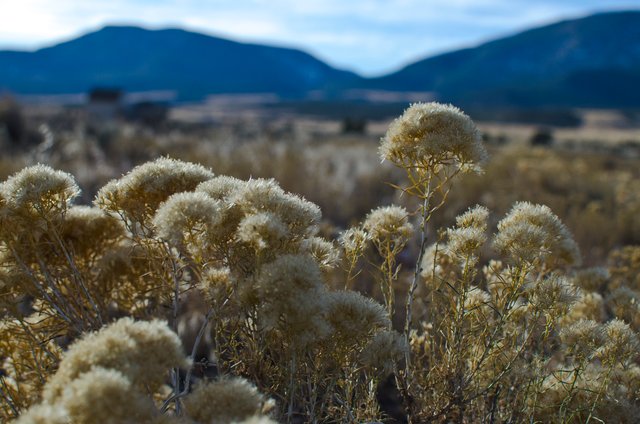 Plants on the homestead plain.JPG