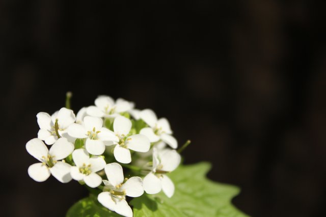 IMG_7233.JPG