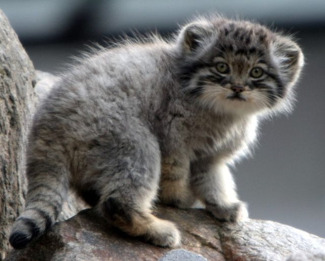 745px-Manul_kitten.jpg