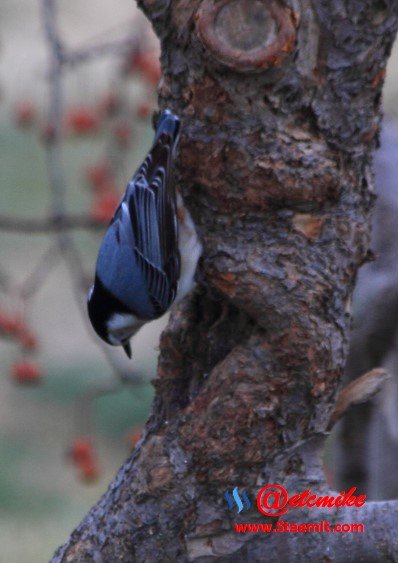 White-breasted Nuthatch PFW019.jpg