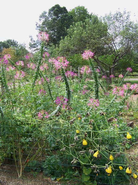 Big garden - cleome crop Sept. 2018.jpg