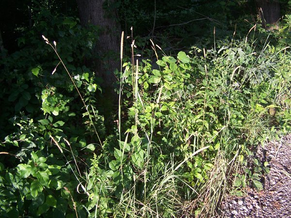 Driveway - grass head2 crop August 2019.jpg