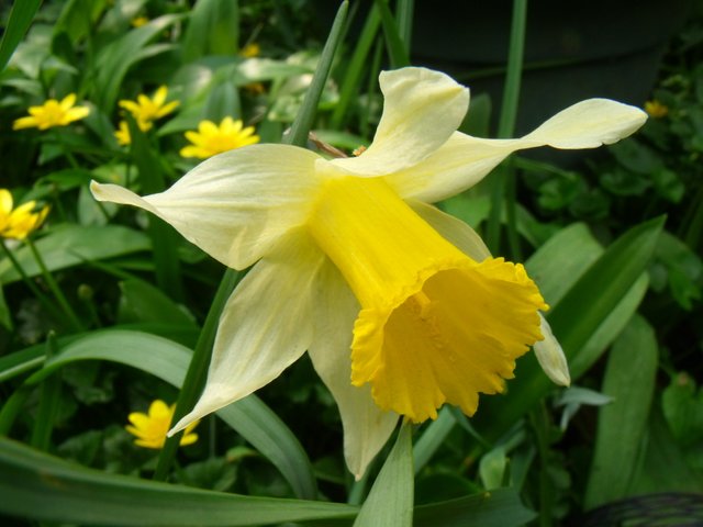 Wild_Daffodil_Narcissus_pseudocorus.JPG