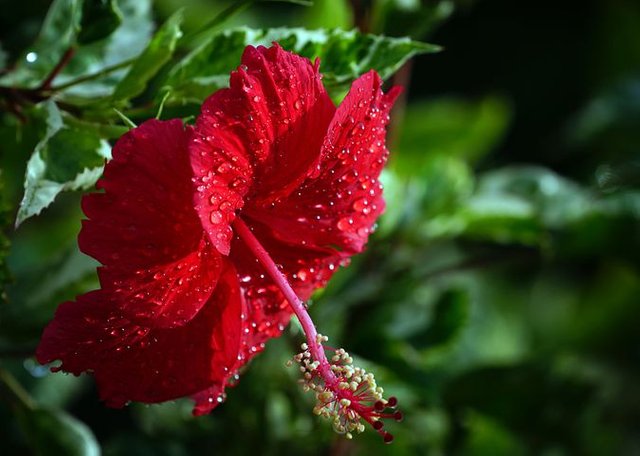 hibiscus-6522807__480.jpg