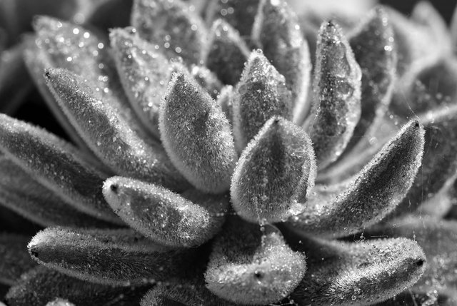 Echeveria pilosa leaf bw.jpg