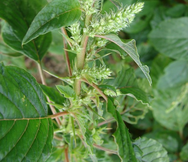 Manfaat dan Khasiat Bayam Duri  (Amaranthus Spinosus L.).jpg