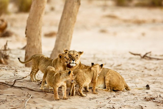 Desert Lions beautiful  now..jpg