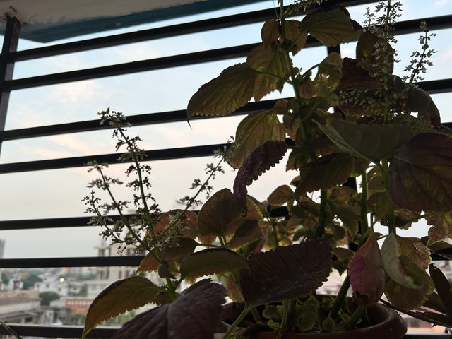 IMG_0378.jpeg