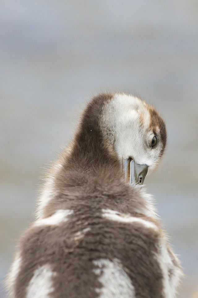 egyptian-goose-chick-7035704_1280.jpg