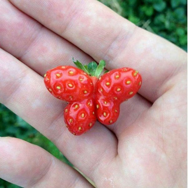 A Butterfly shaped Strawberry.jpg