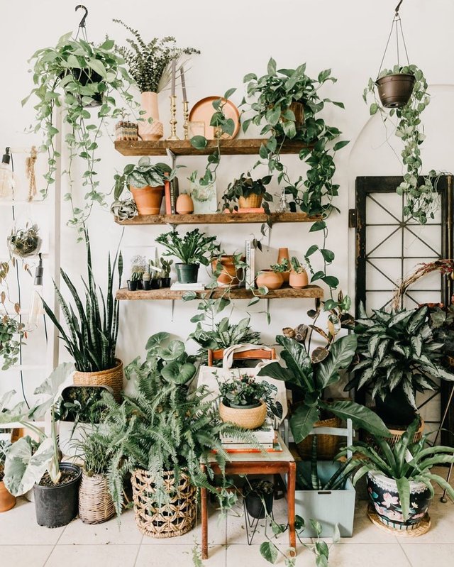 the-best-plants-to-add-to-your-home-to-ease-stress-the-everygirl-3.jpg