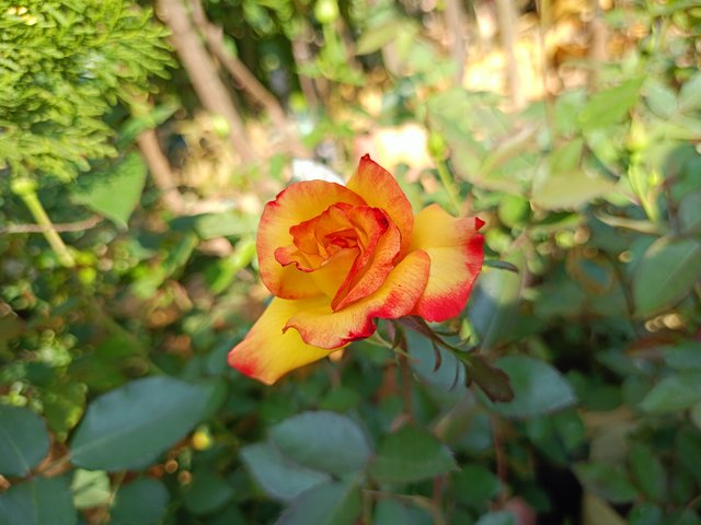 IMG20250116124817.jpg