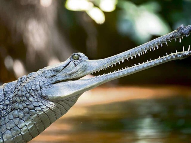 gavial-indio.jpg