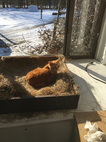 Dennis - supervisor sleeping on the job crop January 2020.jpg