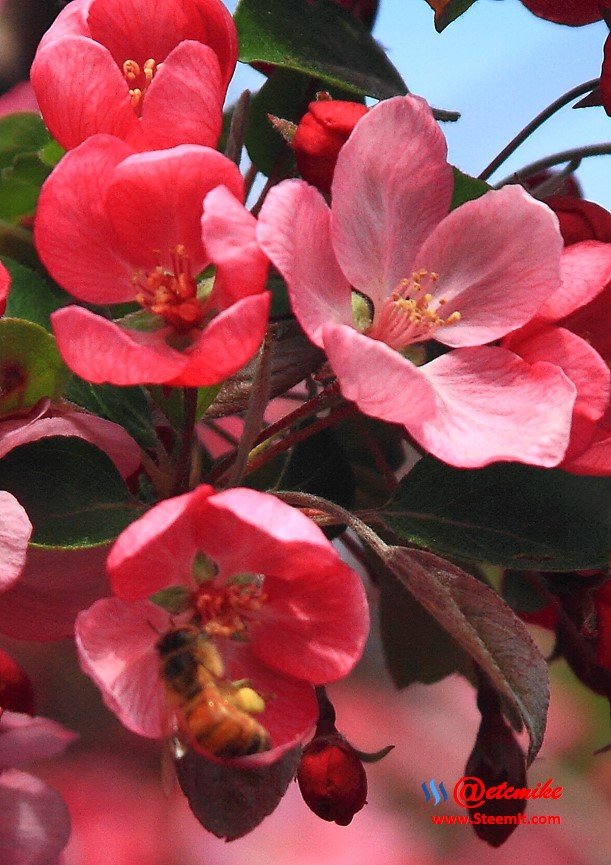 indian-magic-flowering-crabapple blooms spring honeybee pollination pollinating IMB-0089.JPG