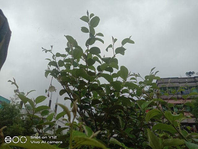 IMG_20250709_145304.jpg