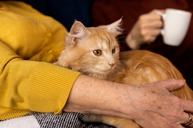 elderly-person-with-pet-cat_23-2150285683.jpg