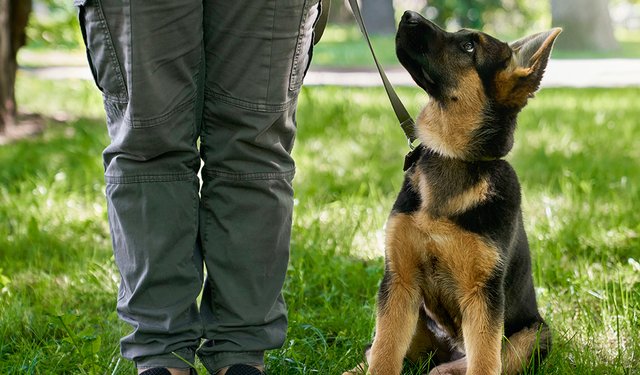 boarding-kennels.jpg