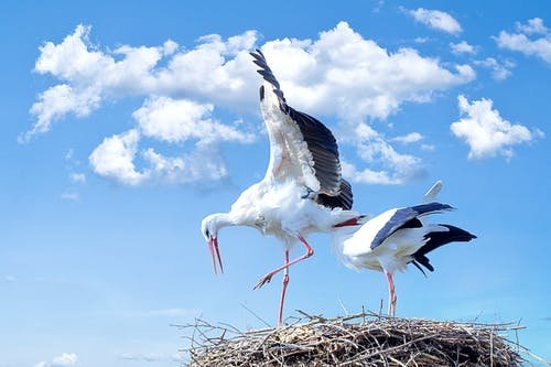 stork-bird-animal-fly.jpg