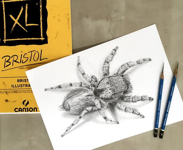 spider-pencil-drawing.jpg