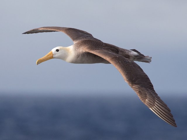 Great Albatross 04.jpg