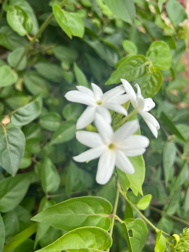 IMG_6758.jpeg