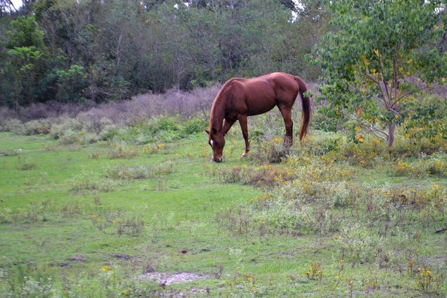 horse-feeding-2834212_1280.jpg