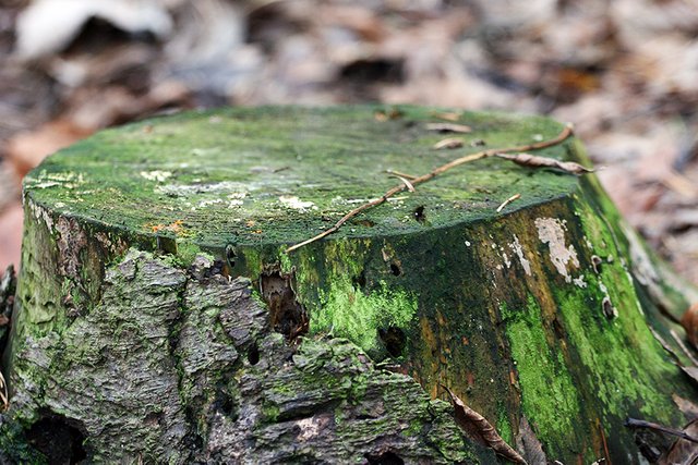 Woodland_Details_003_s.jpg
