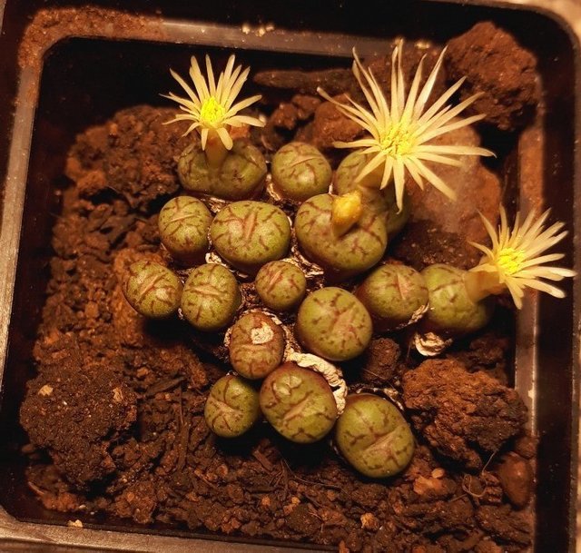 conophytum obcordellum.jpg