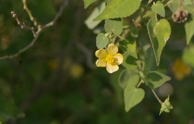 Flor silvestre.jpg