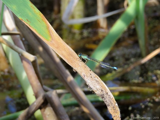 Ischnura graellsii, macho (2).jpg