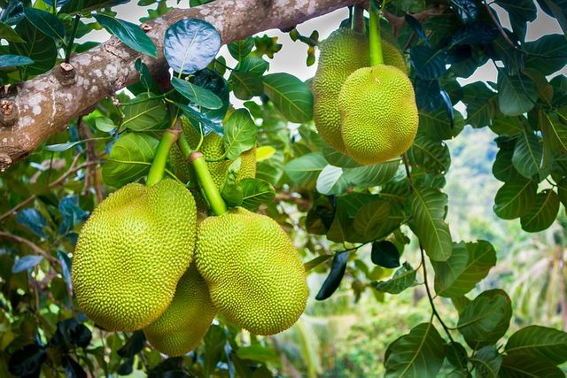 jackfruit-3717304__480.jpg