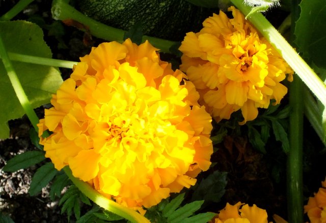 0111-Tagetes.jpg