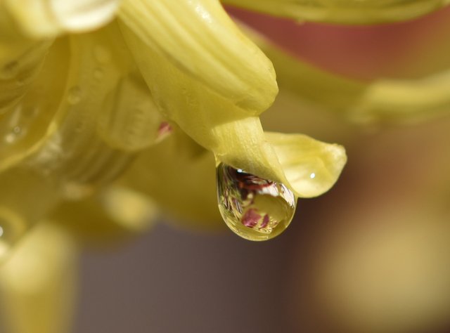 waterdrop chrysant macro 3.jpg