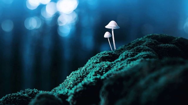 dark mushrooms (1).jpg
