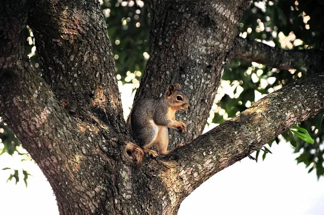 squirrel-9146033_1280.webp