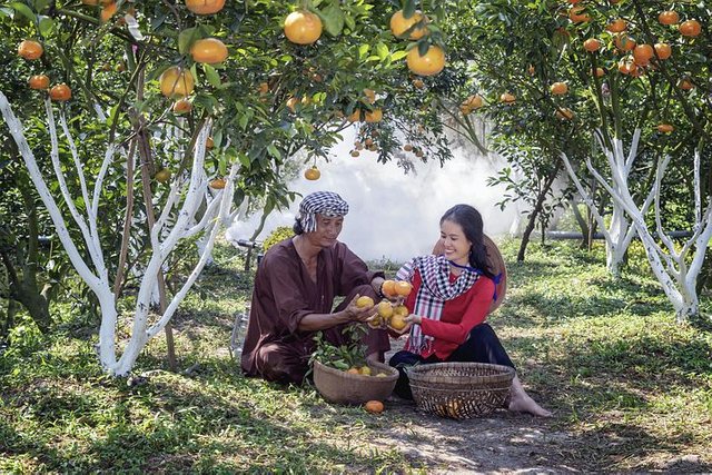 tangerines-5180550__480.jpg